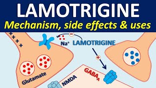 Lamotrigine  Mechanism side effects drug interactions amp uses [upl. by Ahsaret]