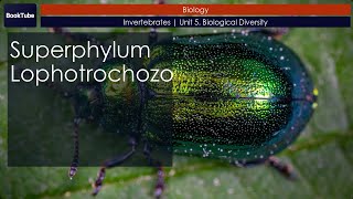 Superphylum Lophotrochozoa  Invertebrates  Unit 5 Biological Diversity [upl. by Aserej429]