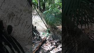 Samauma gigante 🌳💚 brasil natureza amazônia [upl. by Isborne]