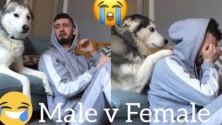 Funny Male v Female Husky Reaction to me Crying PRANK BEST REACTIONS EVER [upl. by Enelad645]