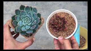 REPOTTING ANOTHER ROOT BOUND ECHEVERIA  SUCCULENT CARE TIPS [upl. by Vish250]