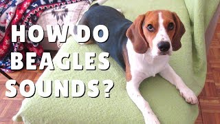 How do BEAGLES sounds Puppy Beagle howling and Barking [upl. by Esme614]