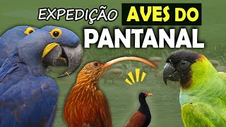 AVES do PANTANAL  Passarinhando em busca dos PÁSSAROS mais interessantes  Psitacídeos e aquáticas [upl. by Enilekcaj366]