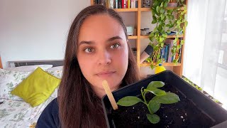 Trasplanto los limoneros que germiné desde semilla  VLOG  Frutales en Macetas [upl. by Noitsuj]