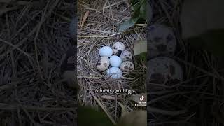 Coturnix quail nature birds quail [upl. by Yerg]