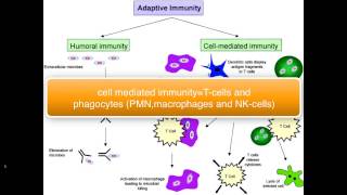 Immunology Tcell intro part 15 [upl. by Noraa]