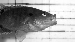 Green Sunfish Lepomis cyanellus [upl. by Stinky574]