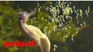 Vidéo très rare dun hippocampe qui accouche [upl. by Eyr]