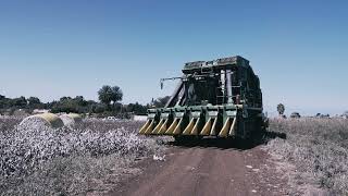 picking cotton  2024  Israel [upl. by Nylecyoj244]