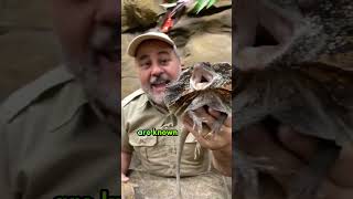 Frilled Dragon Lizard 🦎 shorts facts information youtubeshorts [upl. by Nosdrahcir]