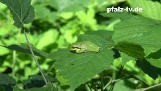 Im grünen Reich der Laubfrösche  Naturfilm  Europäischer Laubfrosch  Footage [upl. by Nahoj]