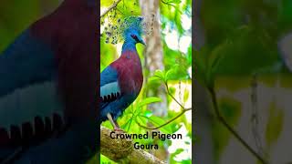 Crowned Pigeon [upl. by Tekcirk331]