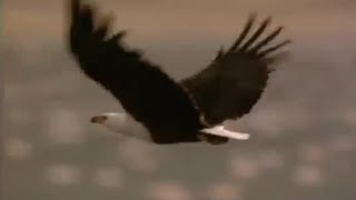 Flamingo Attacked by Fish Eagle  Massive Nature  BBC Earth [upl. by Quintilla435]