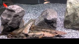 Young BICHIRS in a Grow Out Tank [upl. by Attelliw]