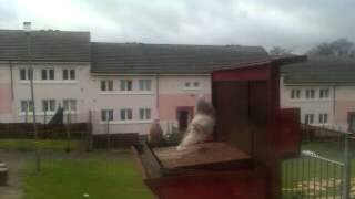 Glesga Doos Nitshill Meely Doo amp Orange Hen [upl. by Esinahs938]