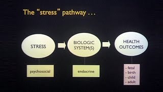 Transgenerational Effects of Maternal Stress and Nutrition [upl. by Eimor]