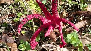 Clathrus Archeri ⛔ 19102024 [upl. by Squire144]