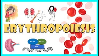 Erythropoiesis Steps in RBC formation Regulation of Erythropoiesis Lifespan amp Destruction of RBC [upl. by Andri]