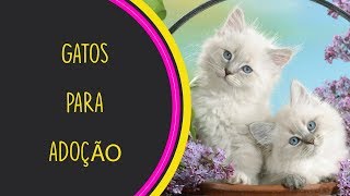 GATOS PARA ADOÇÃO 03  ADOTE UM GATINHO [upl. by Lammond]