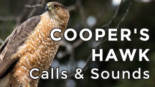 Coopers Hawk Calls The 3 sounds these backyard predators make 2024 [upl. by Inaleon]