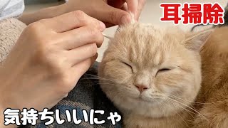 【猫耳掃除】大好きな耳掃除でうっとり顔になる猫！Cat with a happy expression with ear cleaning！Cute animals [upl. by Gladi]