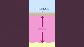 Does Retinol Thin the Skin  Yes and No [upl. by Anirav320]