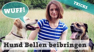 Hunde Bellen auf Kommando  Hund Gib laut beibringen  Hundetricks [upl. by Sunshine]