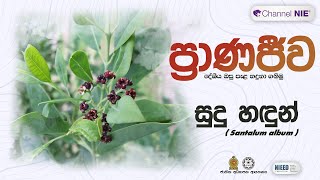 සුදු හඳුන්  Santalum album  ප්‍රාණජිව  දේශීය ඔසු පැළ හදුනා ගනිමු [upl. by Yknip]