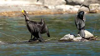 Cormorani al lago di Novate Mezzola [upl. by Leruj]