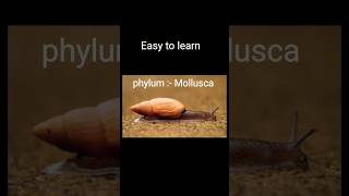 Easy to learn phylum mollusca of Animal Kingdom class 11 amp 9 shorts viral youtubeshorts [upl. by Haymes]