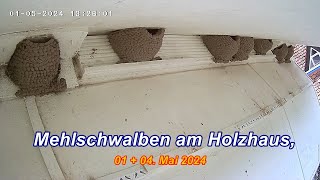 Mehlschwalben am Holzhaus 01  04 Mai 2024 Full HD mp4 [upl. by Aber]