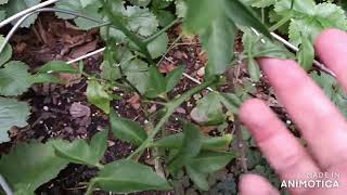 Cold hardy Citrus hybrids Pomegranate Feijoa in New Jersey plus cats [upl. by Noryt]