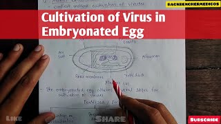 Cultivation of viruses in Embryonated Egg l microbiology [upl. by Bent]