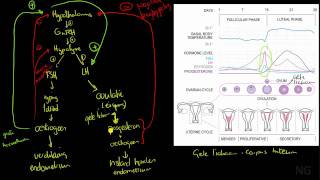 415  Hormonale regulatie van de menstruatiecyclus [upl. by Tabbie]