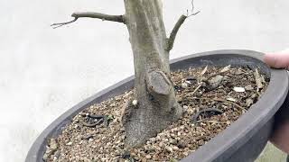 Repotting a Hornbeam Spring 2018 [upl. by Maillw]