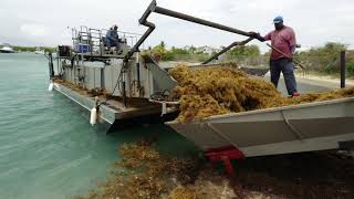 How Antigua and Barbuda uses its innovation to cleaning up Sargassum Weeds around the coastline [upl. by Foskett457]