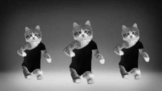 Beyonce Kittens [upl. by Toddie]