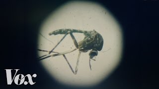 The Zika virus explained [upl. by Ettelloc629]