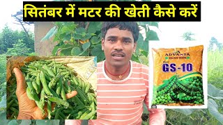 मटर कि खेती कैसे करें GS10 Matar 100rukg rate milega।September me Matar ki kheti kaise karen। [upl. by Legge589]