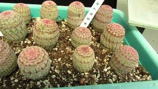 Echinocereus pectinatus v rigidissimus наш посев [upl. by Arykat]