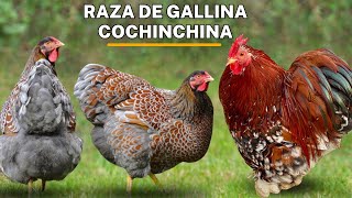 Gallina Cochinchina alimentación crianza características y más [upl. by Cogn202]