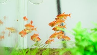 FEEDING HYPHESSOBRYCON AMANDAE [upl. by Zara]