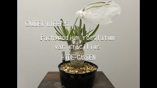 【CAUDEX LIFE25】Pachypodium rosulatum var gracilius 至高の一株 [upl. by Arundel]