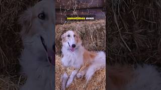 Unlock the Mystery of the Borzoi Why This Dog is Pure Aristocracy animalhistoryanimals dog [upl. by Udale]