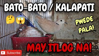 🔴 KALAPATI AT BATOBATO PWEDE PALA😱🤔PIGEON AND RINGNECKDOVE HYBRID PROJECT kalapati fancypigeon [upl. by Ruon890]