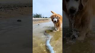 Dog Do Fishing 🎣😋New Viral Gadgets 😎 Smart Appliances 😱 Kitchen UtensilsHome Inventions shorts [upl. by Aitahs]