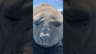 seals sneezing but with added reverb fart [upl. by Alben]