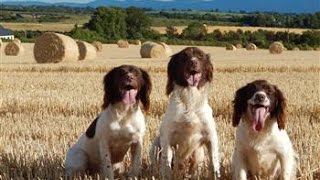 Roughshooting with Springer spaniels in Ireland 21 nov 15 [upl. by Reivaj]