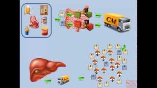 Lipids and Lipoproteins  Part 2 Exogenous Pathway [upl. by Sturdivant]