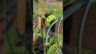 What are these eating my Maypop plants 😪 gardening gardenbugs [upl. by Bilbe40]